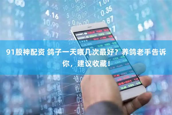 91股神配资 鸽子一天喂几次最好？养鸽老手告诉你，建议收藏！