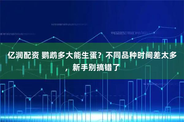 亿润配资 鹦鹉多大能生蛋？不同品种时间差太多，新手别搞错了
